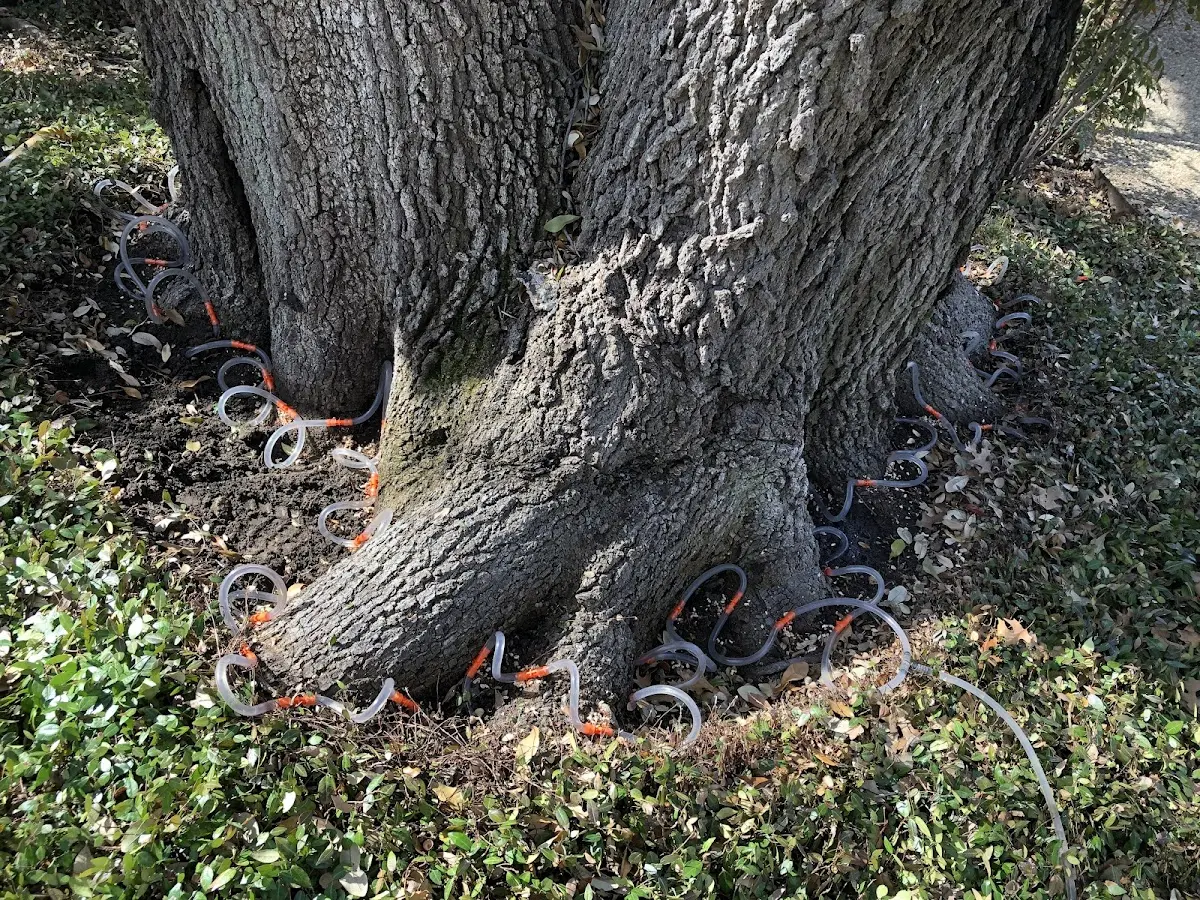 Detailed Tree Cabling and Bracing job site in Rockaway Beach